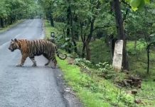 Tiger Crossing Road