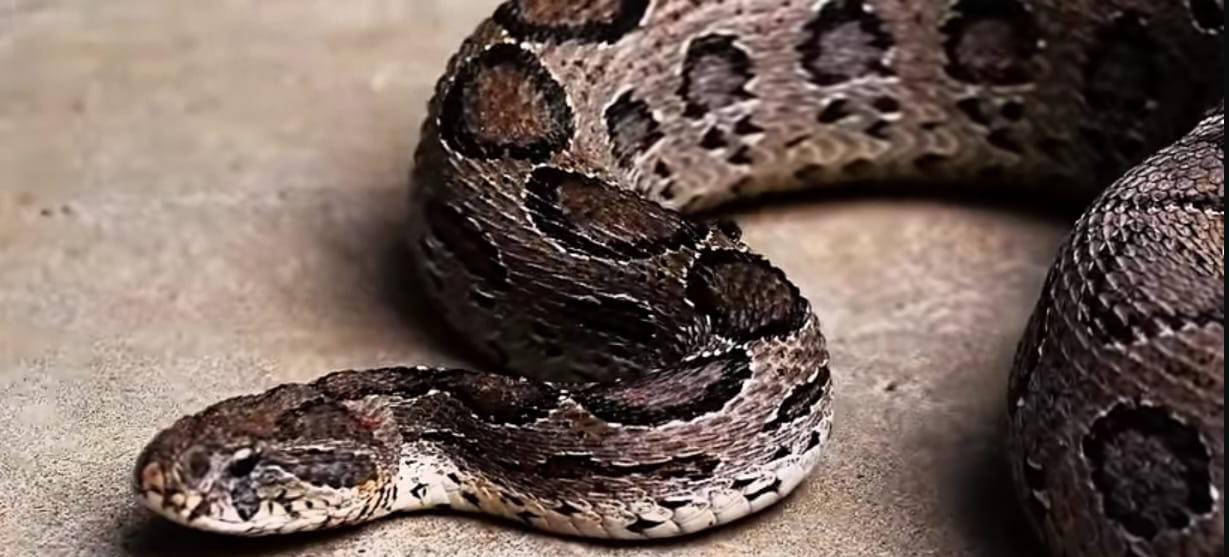 WhatsApp Image 2025 07 26 at 22.11.50 1