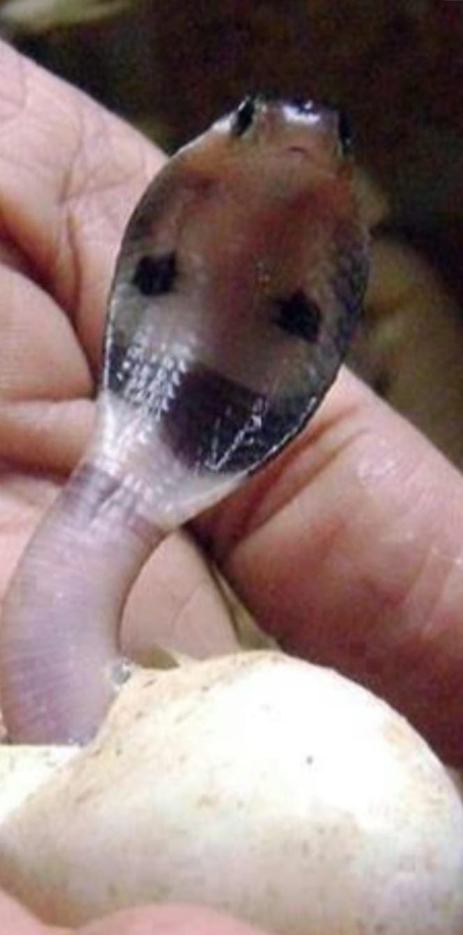 Newborn Snake