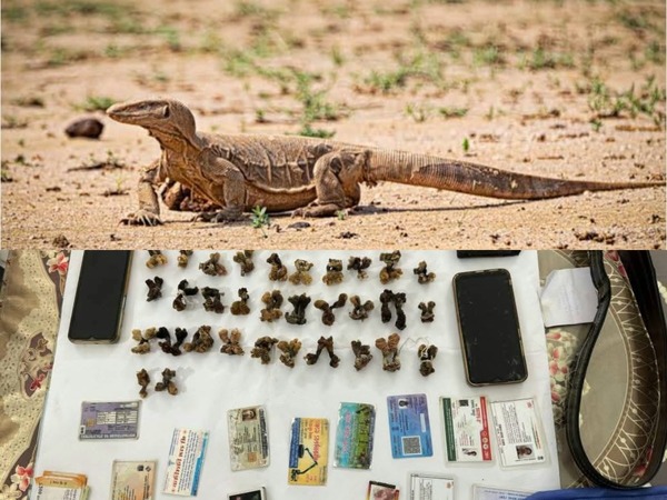 collage (11) (18) (1)