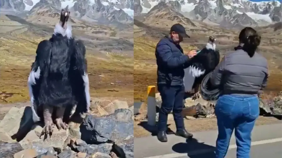 jatayu viral video 1366588706