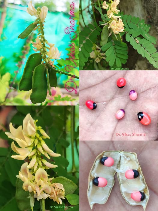 491133721 29095639710050412 4618112147833808113 n