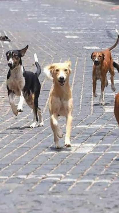 satire: stray dogs and supreme court's decision