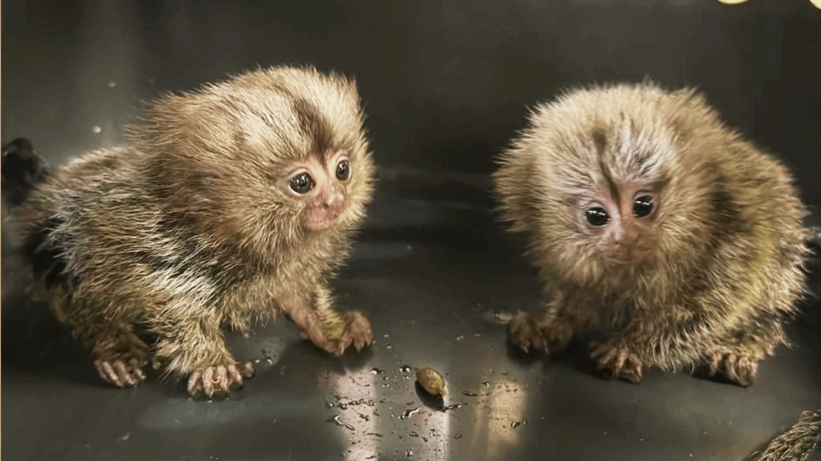 53ee03852bda2004c8a5e2fe9176cb11d49dbddc4259e7927ad461da6348973f