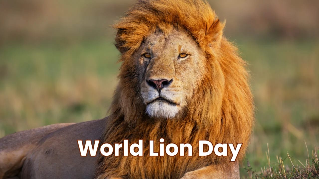 10th August World Lion Day