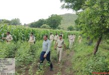 Intense search for Big Cat: 8 वर्षीय बालक को मौत के बाद पसरा सन्नाटा, ग्रामीणों में डर व्याप्त