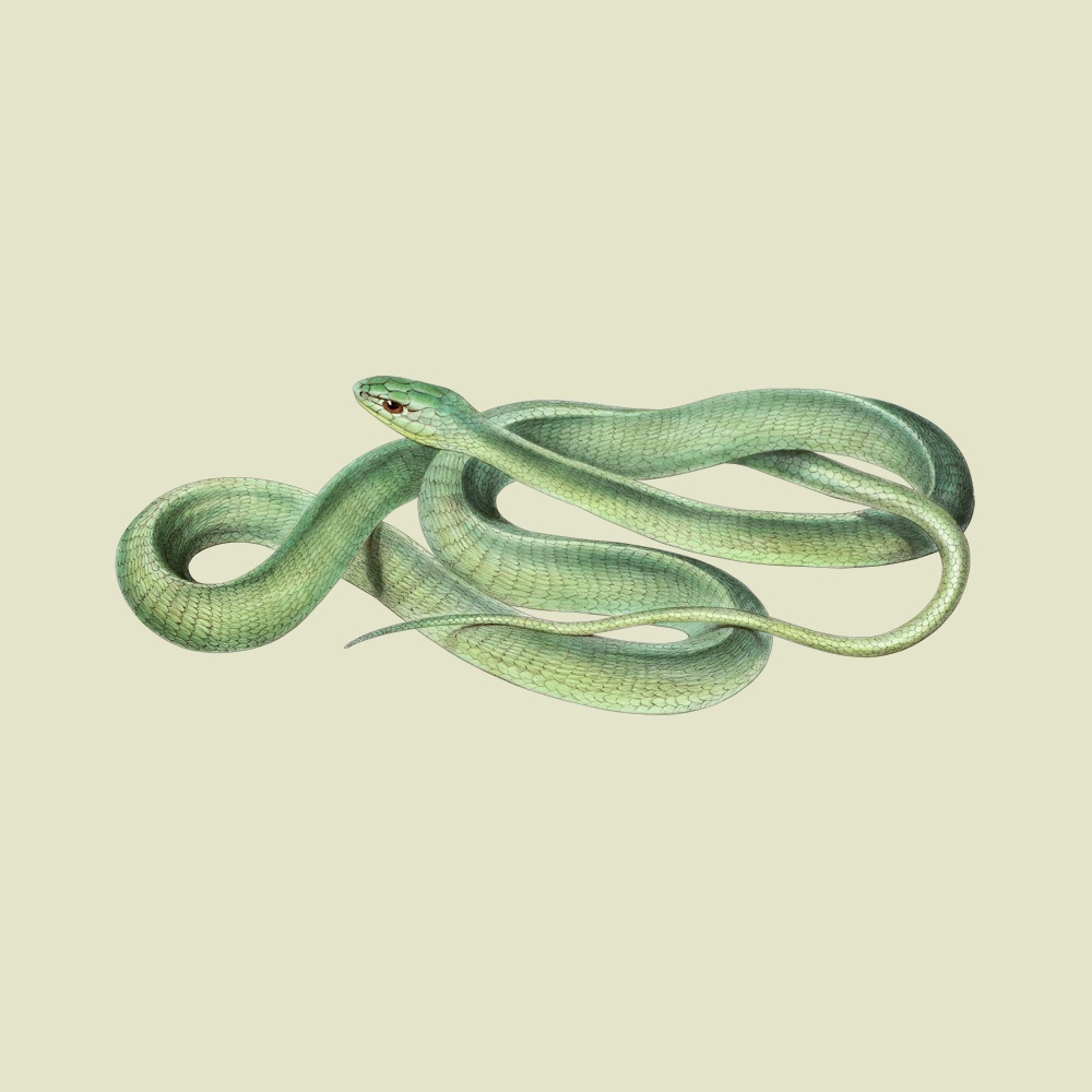 bucephalus viridis sample 1000 eggshell