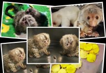 मुंबई एयरपोर्ट पर शाहरूख खान के बैग से निकाले गए तस्करी के कछुए, चूहे जैसे बंदर, हनी बियर,जानिये क्या है मामला !