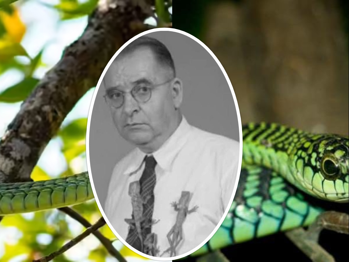 Boomslang Snake Venom &Carl P. Schmidt
