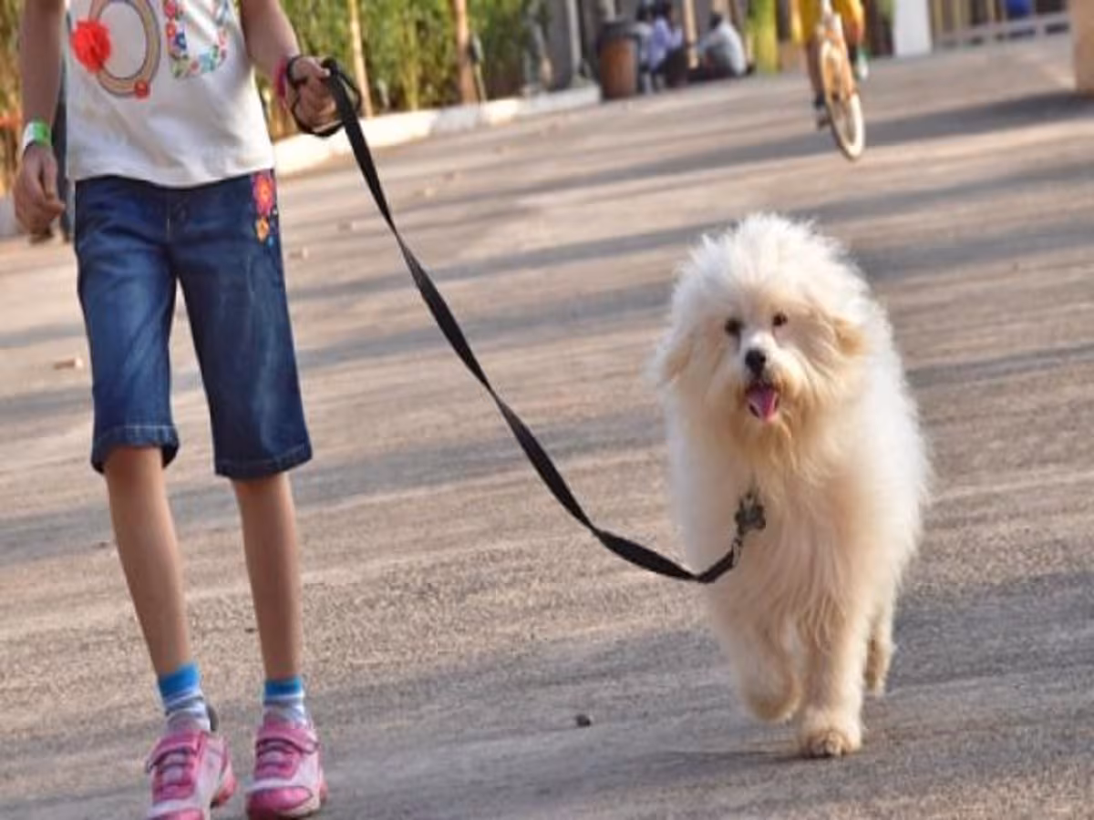 Supreme Court Stray Dogs