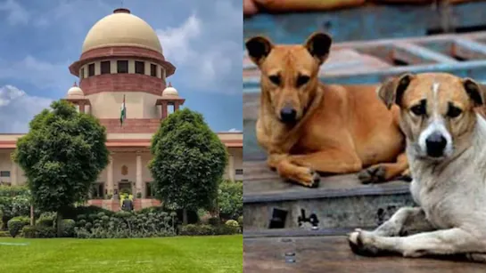 satire: stray dogs and supreme court's decision