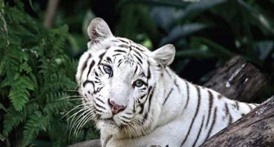 White Tiger