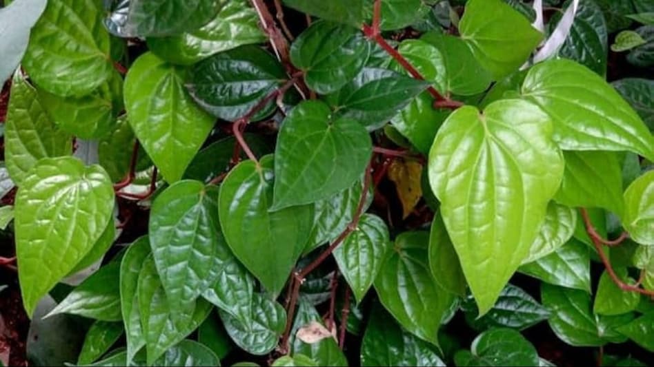 659e60eeaf384 betel leaf farming 101837306 16x9 1
