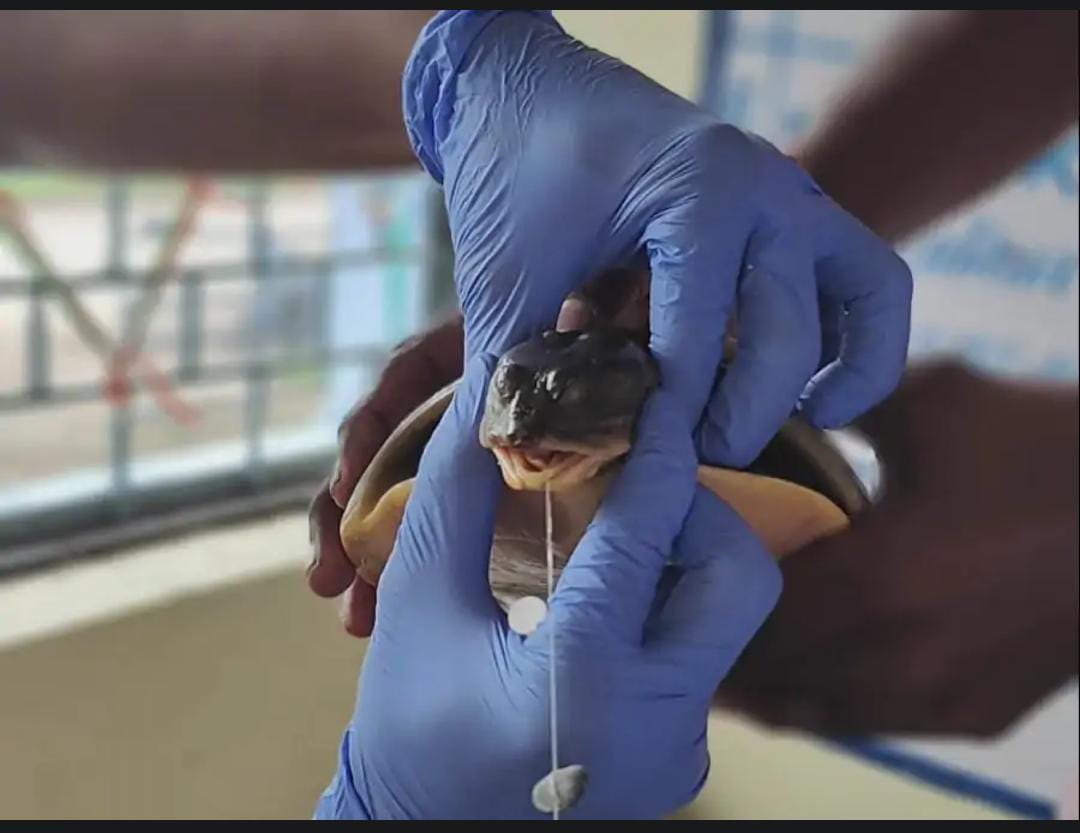 IMG 20250908 WA0020 IMG 20250908 WA0020