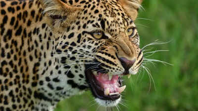 barwani-leopard-news