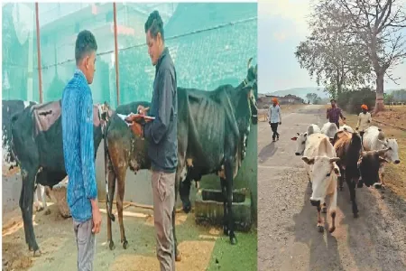 cg news 38 cg news 38