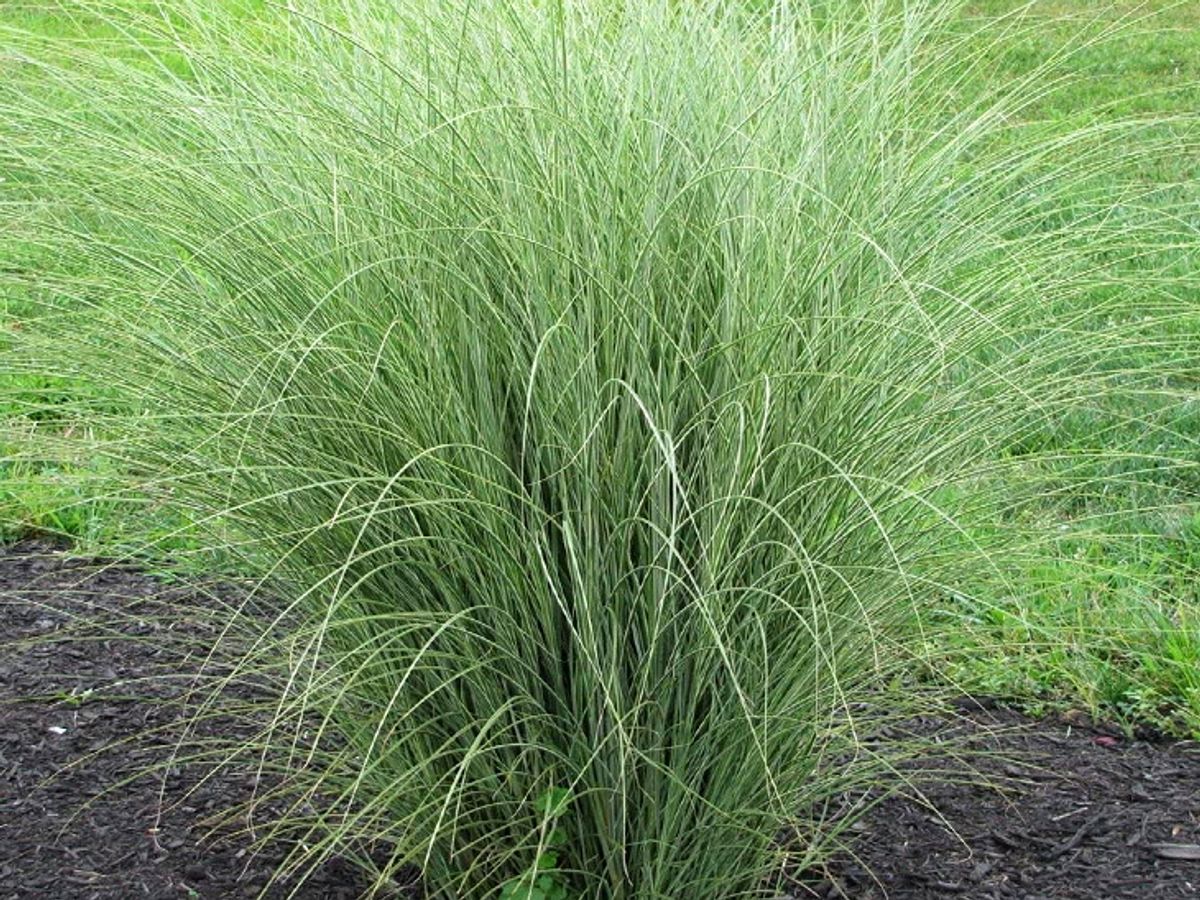 kusha 730 1661265297