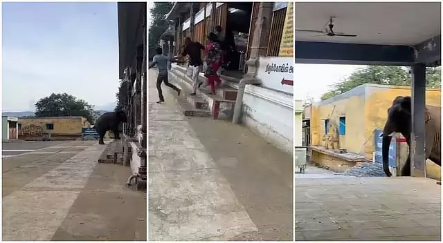 Elephant at Poondi Velliangiri Temple