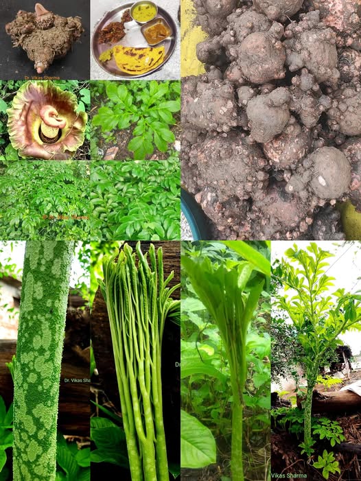 556011721 31566521359628889 5471510289256089676 n