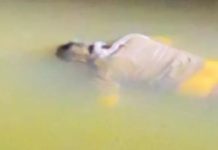 हाईकोर्ट एडवोकेट का शव अरपा नदी में मिला,शादी से लौटने के बाद से थे गायब, लावारिस हालत में पुल पर मिली कार