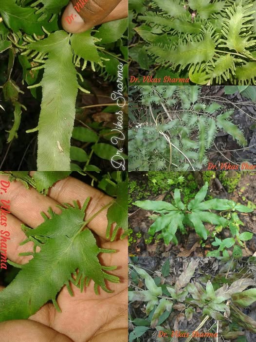 558219884 32060910700189950 446070031507435346 n