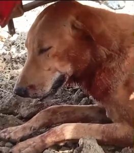 WhatsApp Image 2025 11 13 at 17.45.33 1 WhatsApp Image 2025 11 13 at 17.45.33 1