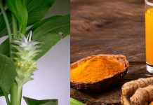 Turmeric: पीले हाथ ,कहीं स्वाद , तो कहीं सेहत की गारंटी-हर जगह कारगर है हल्दी Turmeric