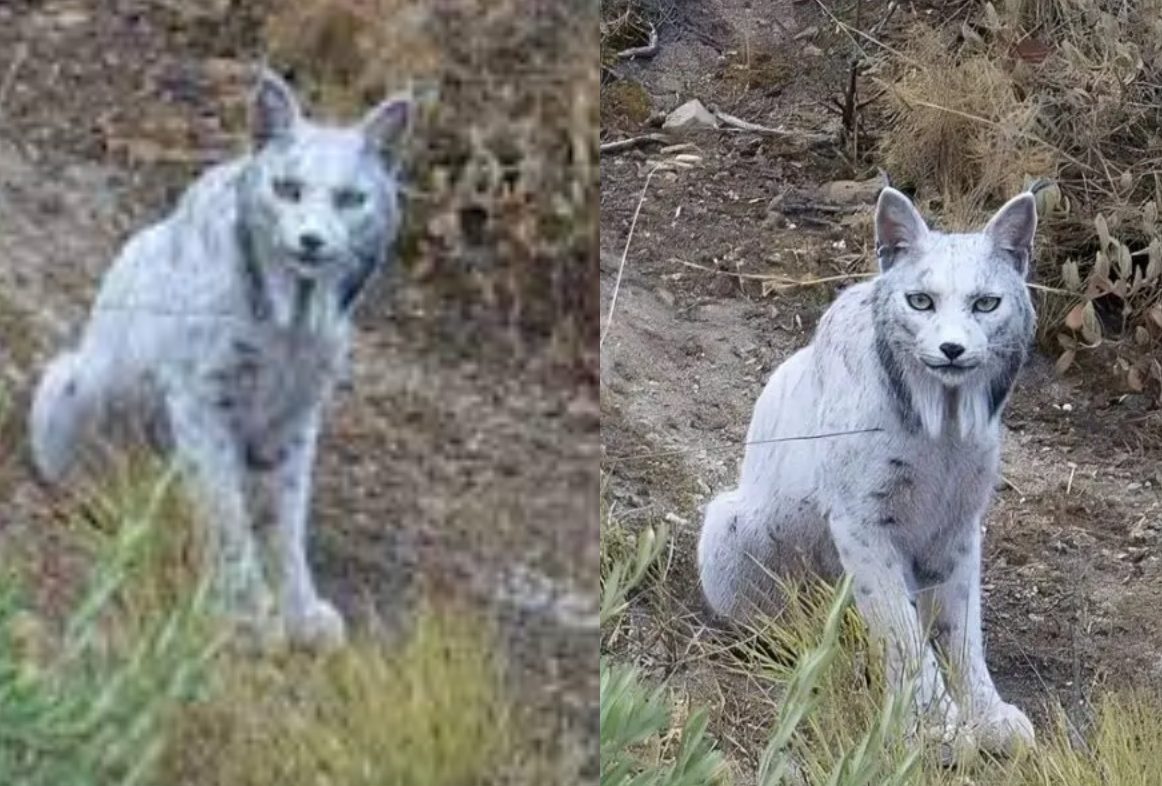 white Iberian Lynx spain
