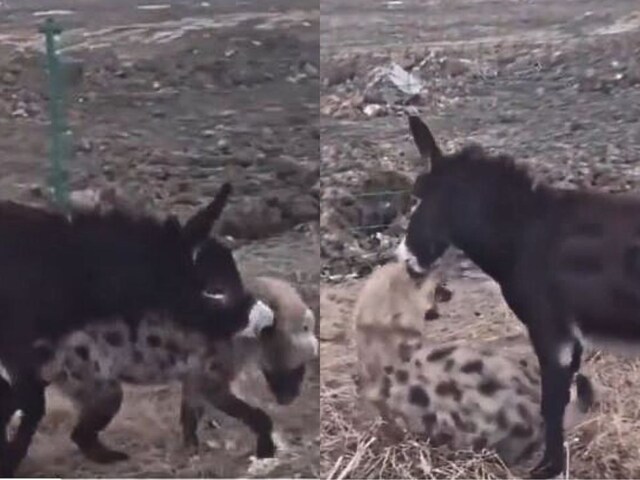 donkey-hyena-fight-video-2024-10-0d9f781f270acdfc5c257795c3ca86b6 Donkey Hyena fight-