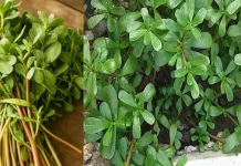 Parslane: महँगाई पर करें वार, साथ में कुलफा भाजी का चमत्कार