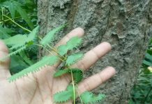 Patalkot की रहस्यमई बूटी भूलन बेल और सूमा डूमा:एक ऐसी वनस्पति जो रस्ता भटका दे वो भूलनबेल और बोने वनवासी जो आपको वश में कर लें!