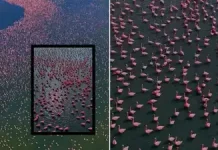 Sambhar Lake: झील हुई गुलाबी ,राजस्थान का अद्भुत नजारा देखिये फ्लेमिंगो का लगा मेला