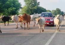 तमाम निर्देशों के बाद सड़कों से नहीं हटे निराश्रित पशु, 2 साल में 237 दुर्घटना,94 मौत,133 घायल