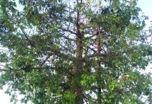 Unique Wish Fulfilling Tree : विलक्षण कल्पवृक्ष का पता चलने पर उसे संरक्षित करने, जिला प्रशासन, महापौर, निगम आयुक्त व महापौर से अपिल!