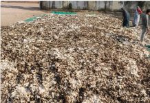 ग्राम जोतपुर में किसान का 10 लाख का कपास जला