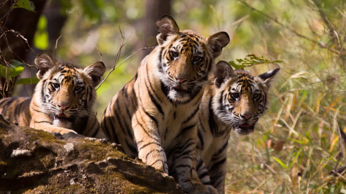 IMG 20251218 WA0145 IMG 20251218 WA0145