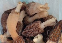 अरे बाप रे…40 हजार रुपए में एक किलो सब्जी !!