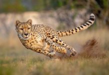 बोत्सवाना प्रतिनिधिमंडल ने किया गांधी सागर अभयारण्य का भ्रमण, चीता प्रोजेक्ट की सराहना