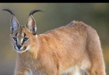 मंदसौर जिले के गांधीसागर अभयारण्य में विलुप्तप्राय कैराकल दुर्लभ वन्यप्राणी के संरक्षण और अनुकूल वातावरण संबंध में वन मंत्रालय ने विशेष मीटिंग ली