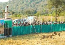 मुख्यमंत्री डॉ यादव ने अंतर्राष्ट्रीय चीता दिवस पर कूनो नेशनल पार्क में छोड़े 3 चीते, MP में चीतों की संख्या बढ़कर हुई 32