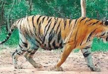 बड़वानी में अखिल भारतीय टाइगर आकलन 2026 सफलतापूर्वक संपन्न, जंगलों में तेंदुओं की मजबूत मौजूदगी उजागर