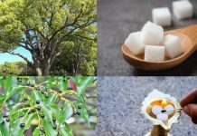 Camphora officinarum:कपूर का पौधा लगाने से यह पर्यावरण को शुद्ध करने में बहुत बड़ी मदद करता है