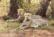 MP बनेगा ‘चीता स्टेट’: कुनो, गांधीसागर के बाद नौरादेही में आयेंगे चीते