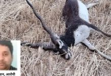 इंटरनेशनल तस्करों से जुडे हैं शिकारी डॉक्टर के तार, पड़ताल में जुटे अफसर