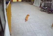 Dog bite incident : आवारा कुत्ते ने अचानक स्कूल गार्ड पर किया हमला,कंधे पर काटा