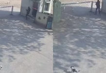 Video:कुत्तों के पीछे भागता दिखा शेर, फैक्ट्री के गेट तक पहुंचा, चौकीदार ने भागकर बचाई जान