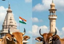 ‘केवल भारतीय गाय ही गौ माता’ बयान: जब आस्था को प्रजाति में बांटने लगे तर्क