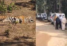 Bandhavgarh Tiger Reserve: उमरिया में 24 घंटे में 2 बाघ मृत, मचा हड़कंप!