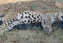 The Leopard Died From Drowning: लापरवाही और देरी तेंदुए की जान पर पड़ी भारी, वन विभाग को सूचना देने की बजाय वीडियो बनाते रहे ग्रामीण!