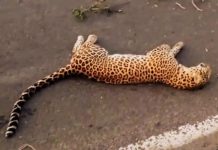 अहमदाबाद–बैतूल नेशनल हाईवे पर कार की टक्कर से तेंदुए की मौत, गांव में दहशत